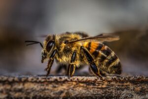 zaštita od pčela