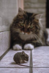 zaštita od miševa