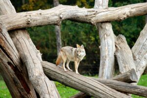 zaštita od kojota i šakala