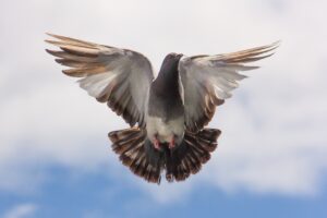 kako oterati golubove sa terase