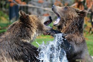 kako oterati medveda