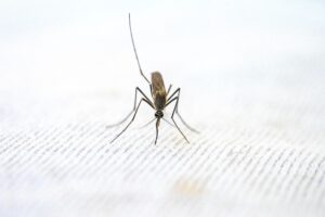 kako oterati komarce