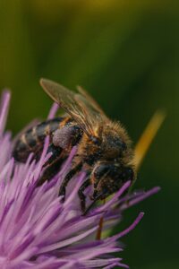 zaštita od pčela