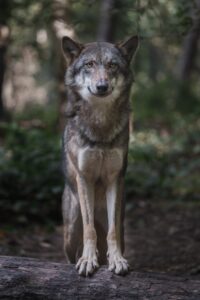 kako oterati vukove